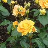 オレンジがかった黄色の丸い花弁が特徴のバラの写真
