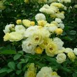 白に黄色がかった丸い花弁が特徴のバラの写真