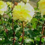 薄い黄色の丸い花弁が特徴のバラの写真