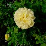 薄い黄色の小さめの花弁がたくさん重なっていることが特徴のバラの写真