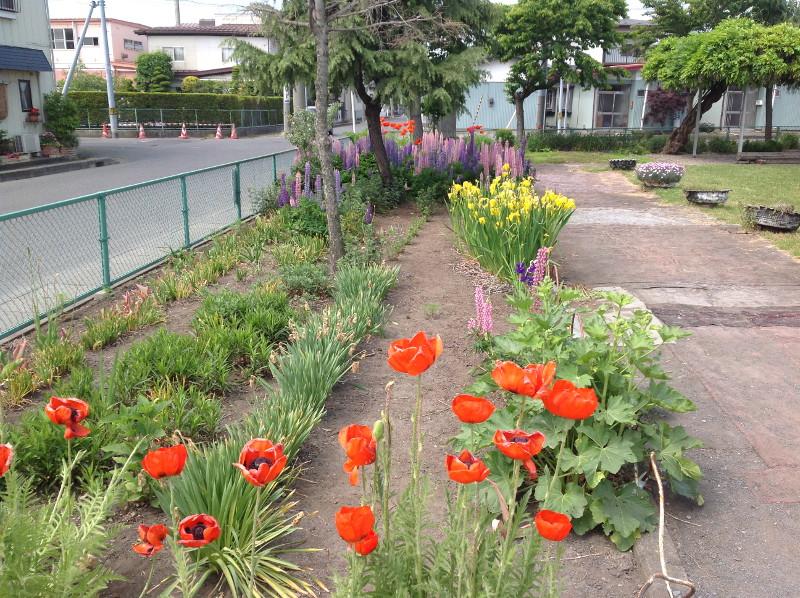 青葉町公園の花壇の写真