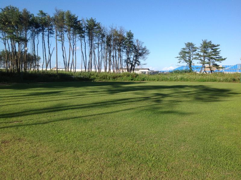 芝生を木々の影が覆う北地区海浜緑地の緑地全体の写真