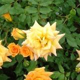 薄い黄色の角ばった花弁が特徴のバラの写真