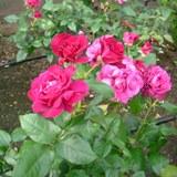 濃いピンクや淡いピンクで丸い花弁が特徴のバラの写真