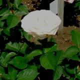ジャルダンドゥバカテルという白いバラの写真