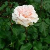 白に近いピンク色の丸い花弁がたくさん重なっていることが特徴のバラの写真