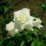 ジョン･F･ケネディという白い大輪の薔薇の写真