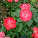 縁が赤く中央に向かって薄いピンク色にグラデーションしている角ばった花弁が特徴のバラの写真