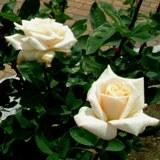 北野というバラの白い花の写真