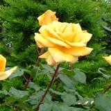 黄色く大きな花弁が特徴のバラの写真