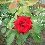 赤く角ばった花弁が特徴のバラの写真