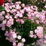 修景 ラベンダードリームというピンクの花がたくさん咲いている写真