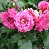 濃いピンク色で丸い花弁がたくさん重なっていることが特徴のバラの写真