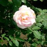 マダムヒデという薄いピンクのバラの写真