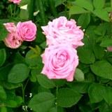 ピンク色の角ばった花弁が特徴のバラの写真