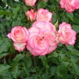 縁が濃いピンク色と中央が薄いピンク色の丸い花弁が特徴のバラの写真