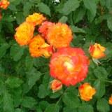 オレンジ色から黄色にグラデーションがかった丸いか弁が特徴のバラの写真