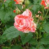赤とピンクと白のグラデーションした花弁が特徴のバラの写真