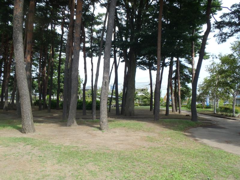 長者森公園の樹木の写真