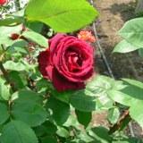 パパメイアンという真紅の大輪の薔薇の写真