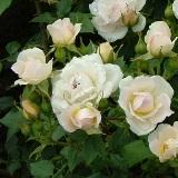 白くて丸い花弁が特徴のバラの写真