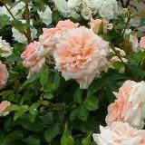縁が白っぽいピンクで中央がオレンジがかったピンクのグラデーションと角ばった花弁が特徴のバラの写真