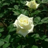 ポーラーシュテルンという白い大輪の薔薇の写真