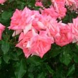 縁が薄いピンクで中央がオレンジがかったピンクの角ばった花弁が特徴のバラの写真