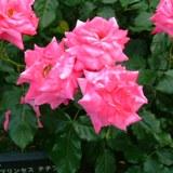 鮮やかなピンク色の角ばった花弁が特徴のバラの写真