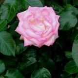 縁が薄いピンクで中央に向かって白くグラデーションしている角ばった花弁が特徴のバラの写真