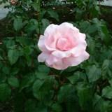 薄いピンク色の丸い花弁が特徴のバラの写真
