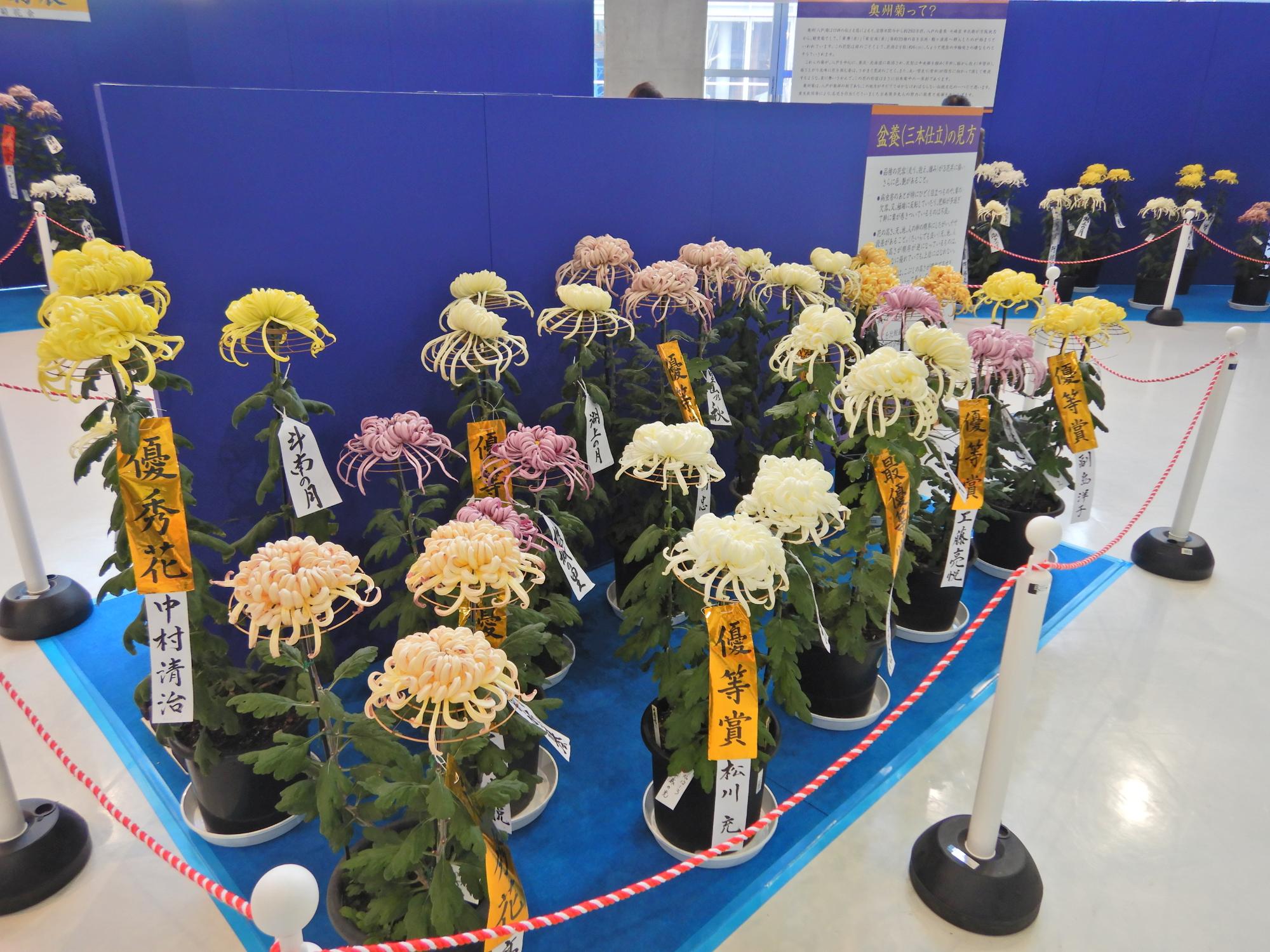 色とりどりの奥州菊がずらりと並ぶ展覧会場の写真