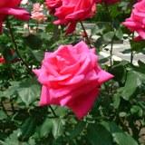 レッドデビルという薔薇の濃いピンク色の花の写真