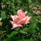 ロイヤルハイネスという薔薇のサーモンピンクの花の写真