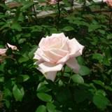 ロイヤルピンクという薔薇の白い花の写真