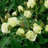 淡く黄色がかった白の花弁が特徴のバラの写真