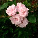 白っぽいピンクの角ばった花弁が特徴のバラの写真