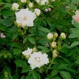 白く角ばった花弁が特徴のバラの写真
