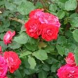 赤い花弁が特徴のバラの写真