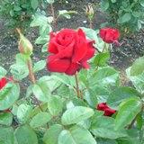 真っ赤で大きな花弁が特徴のバラの写真