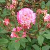縁が濃いピンクの淡いピンクの花弁が特徴のバラの写真