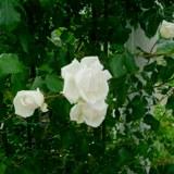 白くて大きな花弁が特徴のバラの写真