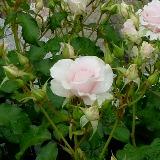 白に近いピンク色の丸い花弁が特徴のバラの写真