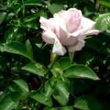 スターライトというバラの白い花の写真