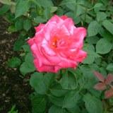 縁が濃くなるピンク色の角ばった花弁が特徴のバラの写真