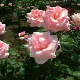 サマーレディという薄めのピンクの薔薇の写真