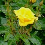 黄色く角ばった花弁が特徴のバラの写真