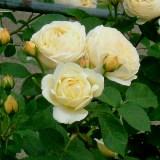 薄い黄色に丸い花弁が特徴のバラの写真