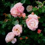 白に淡いピンクがかった角ばった花弁が特徴のバラの写真