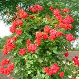 赤色の花弁が特徴のバラの写真